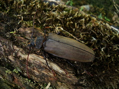 Mecosarthron buphagus