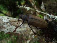 Mecosarthron buphagus