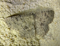 Charissa obscurata