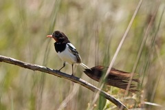 Alectrurus risora