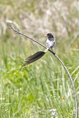 Alectrurus risora