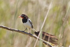 Alectrurus risora