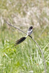 Alectrurus risora