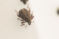 Rhinoncus inconspectus