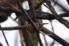 Regulus regulus