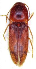 Aeolus rubricatus