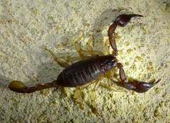Euscorpius flavicaudis