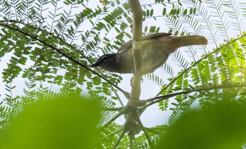 iNaturalist image