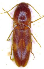 Aeolus testudineus