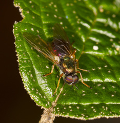 Antissella parvidentata