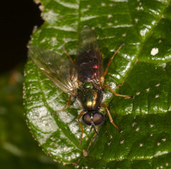 Antissella parvidentata