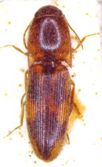 Aeolus testudineus