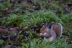 Sciurus carolinensis