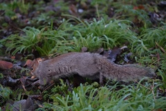 Sciurus carolinensis