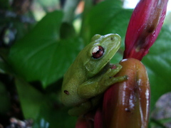 Aplastodiscus perviridis
