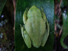 Aplastodiscus perviridis