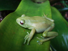 Aplastodiscus perviridis