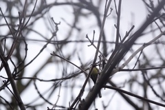 Parus major