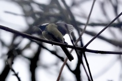 Parus major