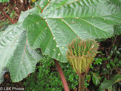 Gunnera insignis