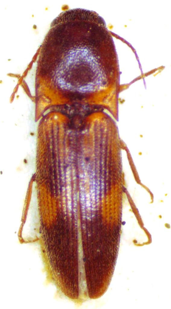 Aeolus testudineus