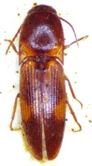 Aeolus testudineus