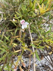 Dicerandra frutescens