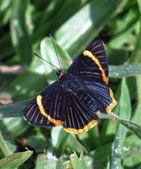 Riodina lycisca lycisca