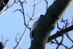 Dendrocopos major