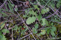 Lysimachia linum-stellatum