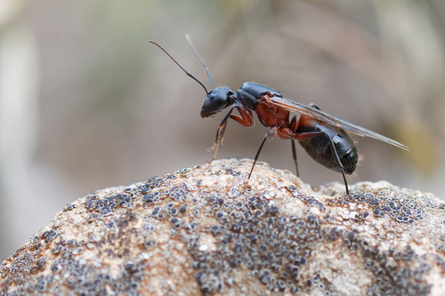 (c) Bernard Noguès, some rights reserved (CC BY-NC), uploaded by Bernard Noguès