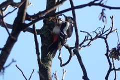 Dendrocopos major