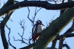 Dendrocopos major