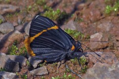 Riodina lycisca lycisca