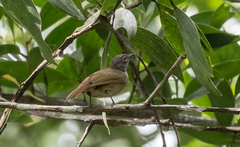 Eurillas ansorgei