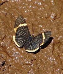 Riodina lycisca lycisca