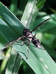 Salpingogaster nigra