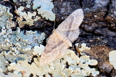 Idaea laevigata