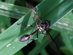 Salpingogaster nigra