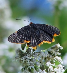 Riodina lycisca lycisca