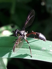 Salpingogaster nigra