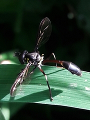 Salpingogaster nigra