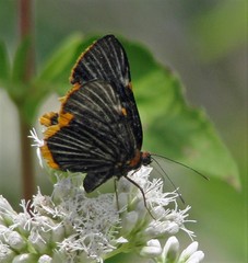 Riodina lycisca lycisca