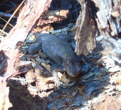 Sceloporus parvus