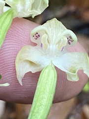Disperis lindleyana