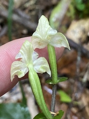 Disperis lindleyana