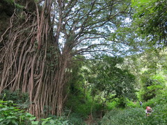 Ficus thonningii