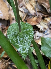 Disperis lindleyana