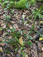 Disperis lindleyana