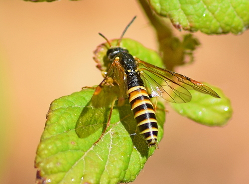 Yellowhorn Fern-sawfly